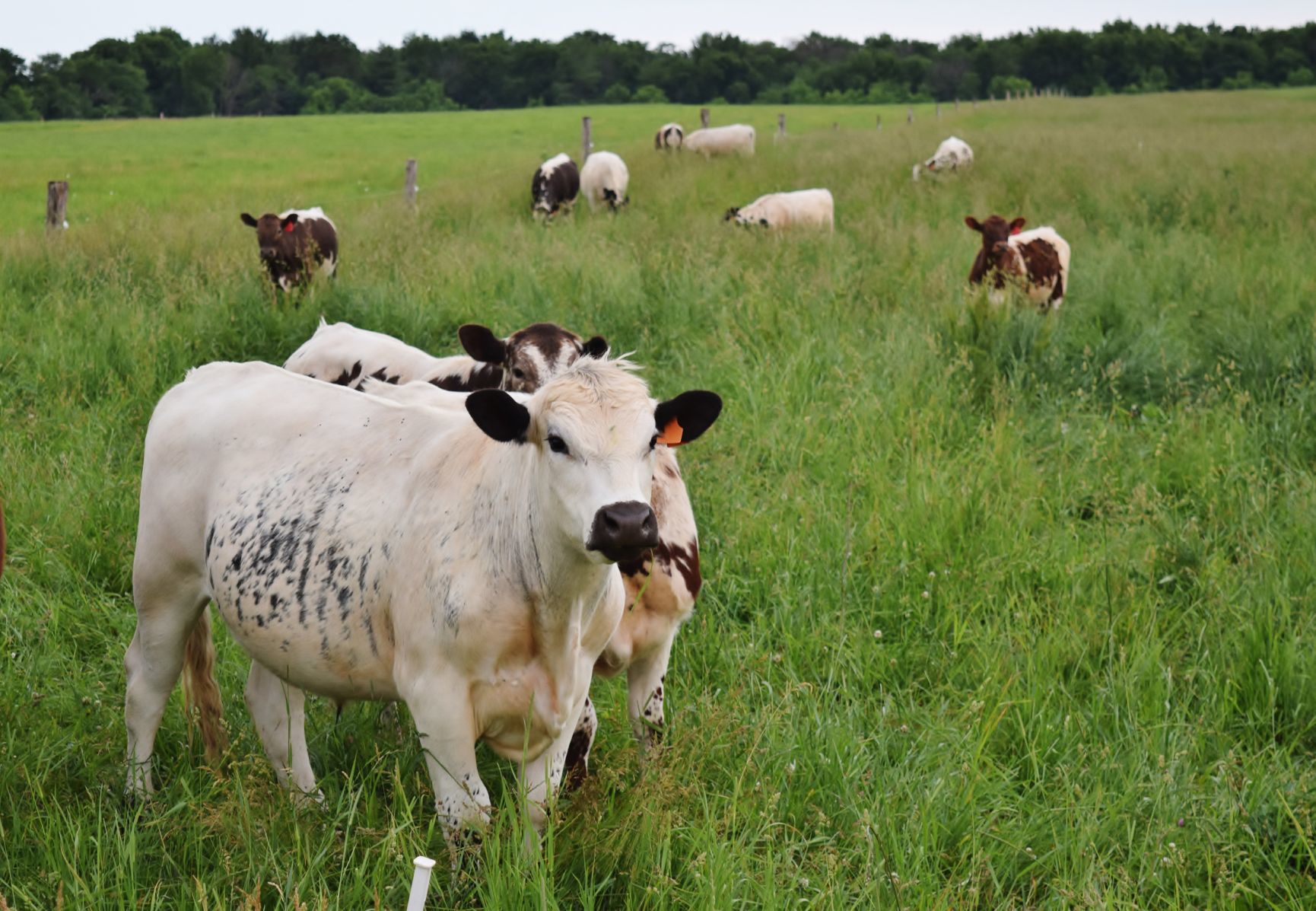 Grassfed beef cattle graze at Brattset Family Farm